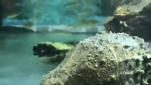 Snapping turtle