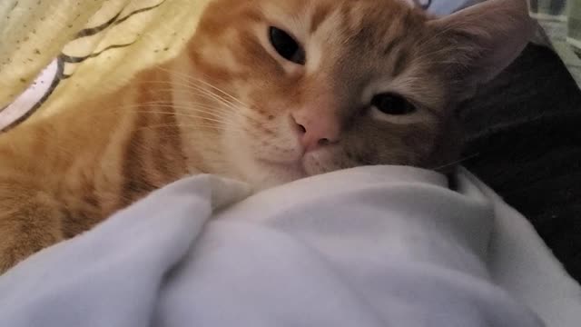 Sleepyhead cat lounging on his cot under the cover