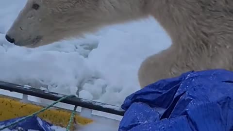 A Close Polar Bear Encounter