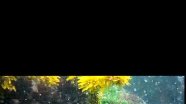 Under water 🌊🌊🌊🌊 beautiful animal