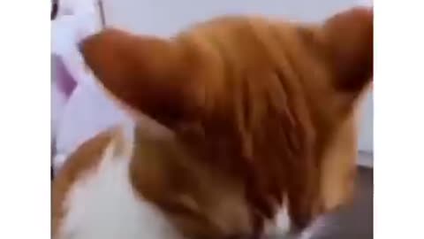 Funny cats 1