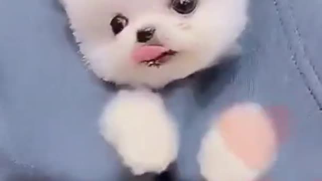 Cute and Funny puppy