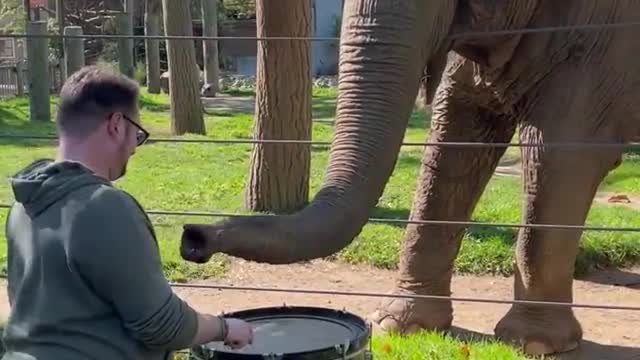 Adorable Elephant Learns to Play the Drums #shorts