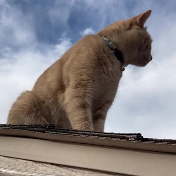 Cat on roof looking happy