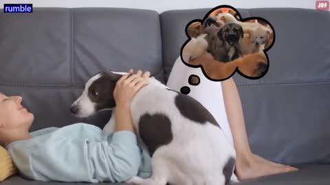 14 Signs Your Dog Doesn’t Love You (Even if You Think They Do)_p4