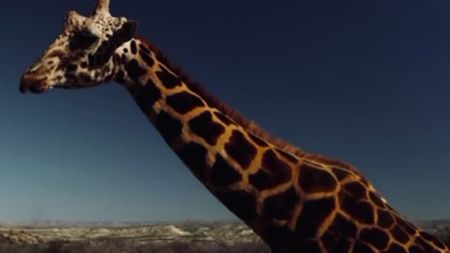 Tallest giraffe in the world WATCH THIS!