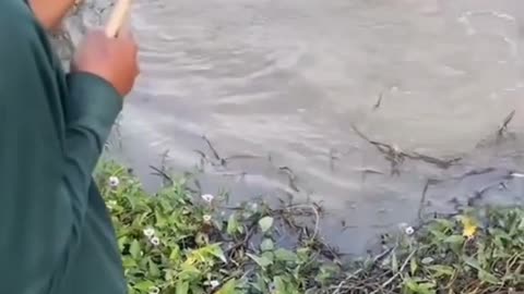 This is a beautiful and charming water-dwelling species