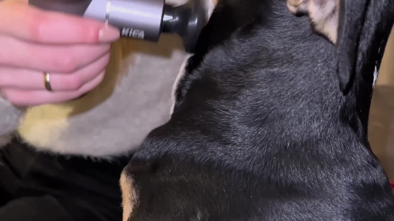 Dog Loves Being Massaged with a Massage Gun