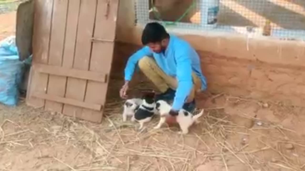 Animal rescue by kailash in india