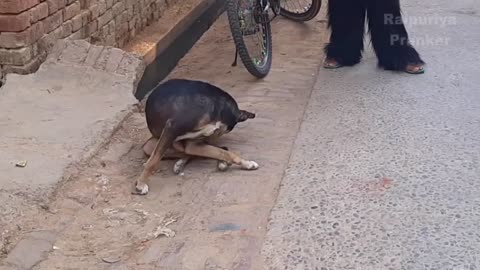 Dog Prank Funny Video