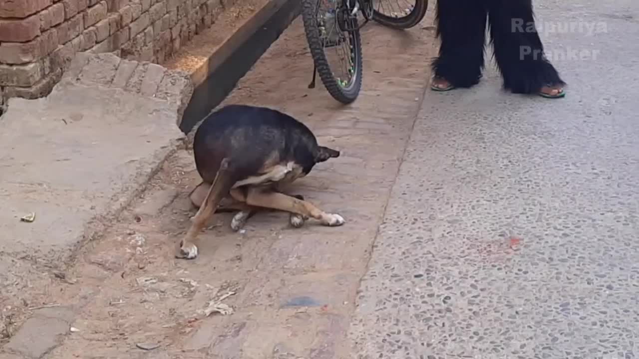 Dog Prank Funny Video