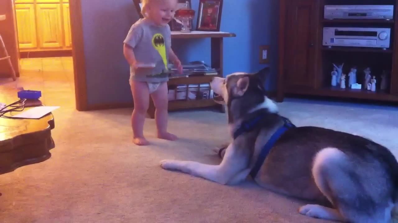 Baby and Husky, Deep in Conversation