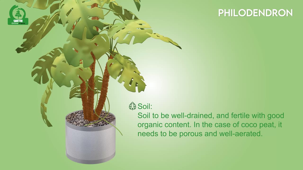 PHILODENDRON