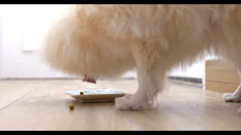 5 different type of Pomeranian