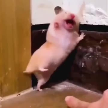 Funny animal videos