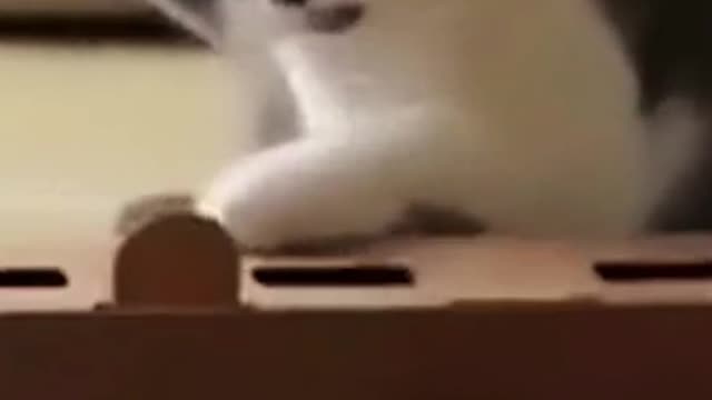 hold back your laugh funny cat video