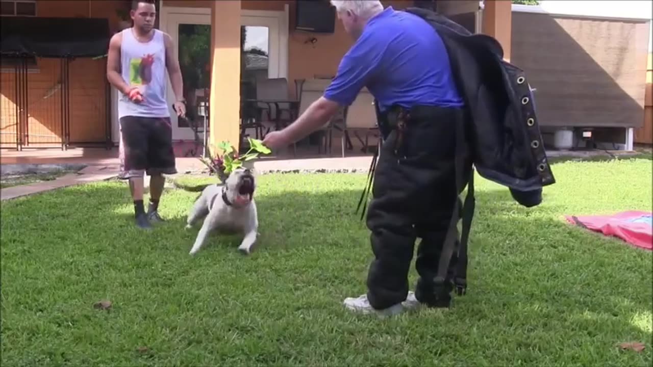 Dog training video