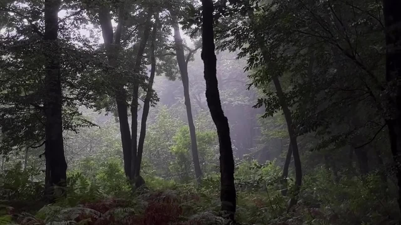 "The Enchanting Symphony of the Forest: Exploring the Secrets and Wonders of Nature's Haven"