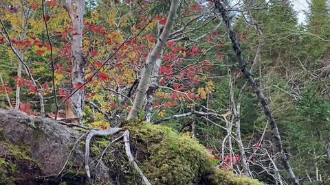 tree growing on a big rock 🌲