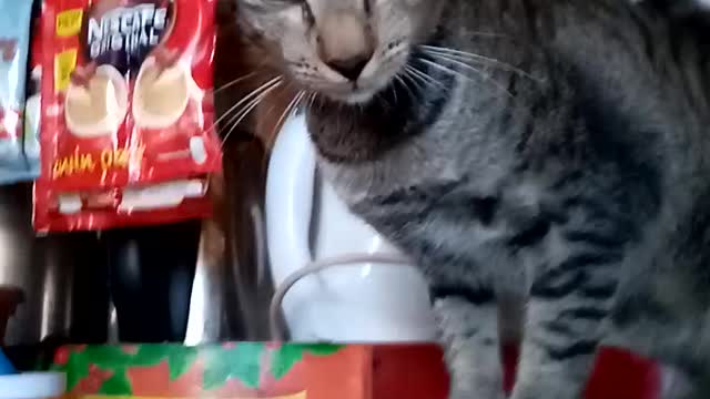 My Very Own Cat