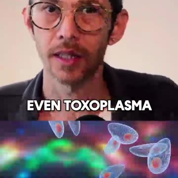 PARASITES ARE GOING TO BE IN THE GALLBLADDER