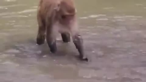 Funny Monkey Having so much Fun