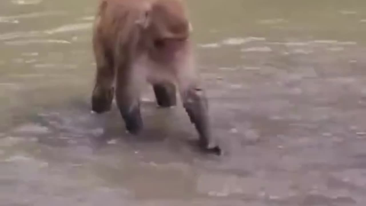 Funny Monkey Having so much Fun