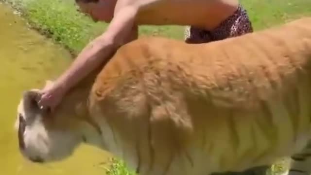 🐙🐱Best Funny Animal Videos of the year (2021), funniest animals ever! #shorts