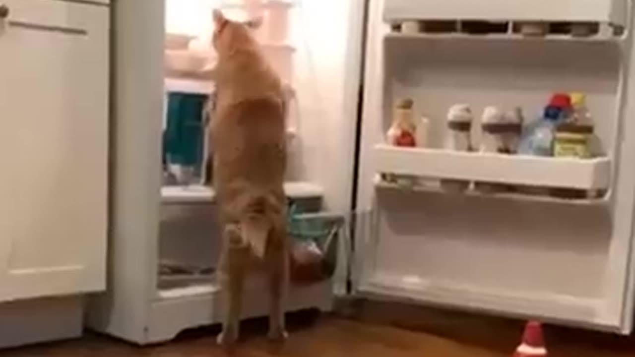 Funny video dogs complation