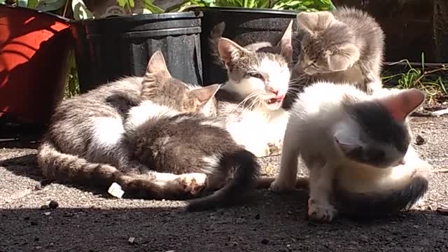 Feral kittens at my window! so lovely