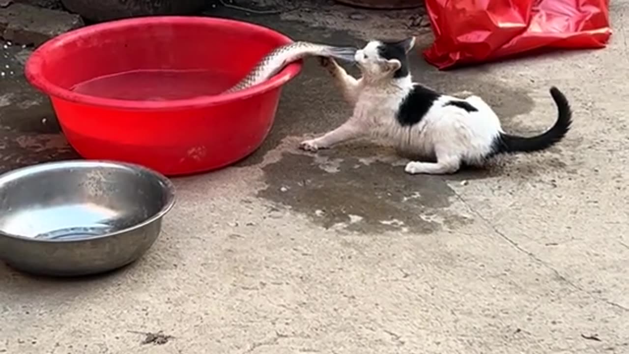 Cat pulling Fish 😀😀