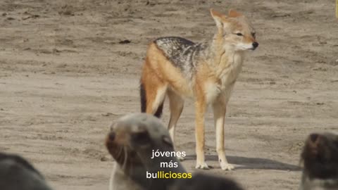 Un chacal sale en busca de una presa