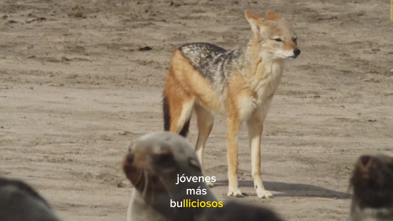 Un chacal sale en busca de una presa