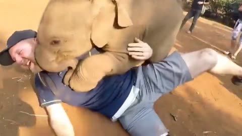 Funniest Animal Videos around