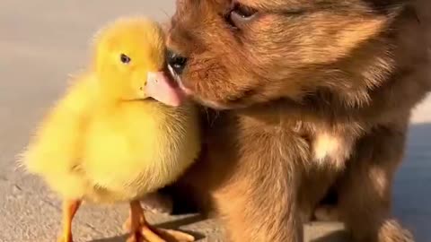 Ducklings and Dogs