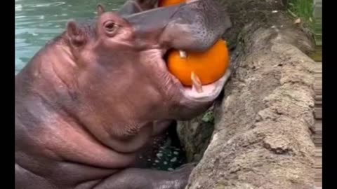 Hungry Hippos Enjoy Pumpkin Treats