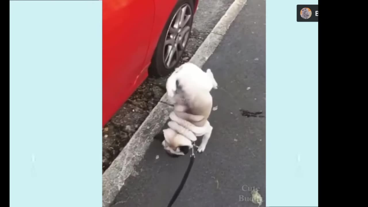Funny dog