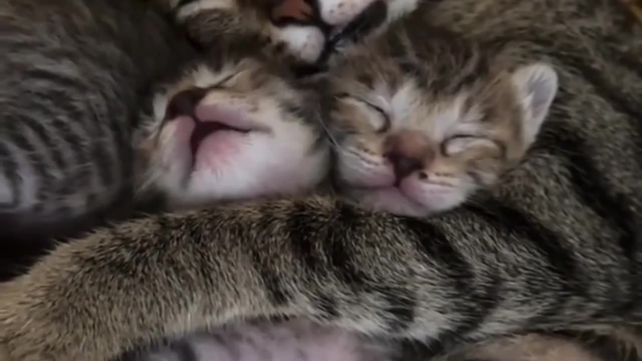 Kittens & cat | 3 baby cats & mom