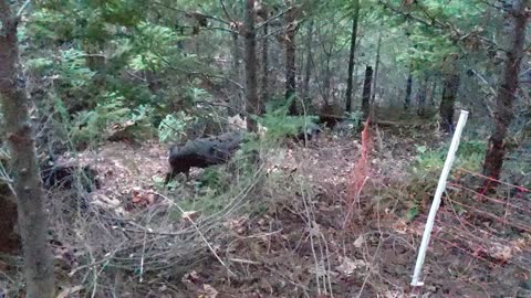 Fence Holds Back Pig Herd