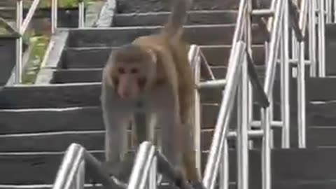 Smart monkey