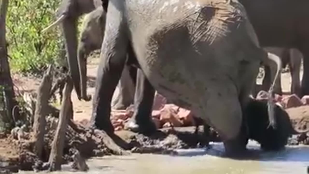 BABY ELEPHANT 🐘 FALLS IN WATER HOLE AND HELPED BY MOTHER