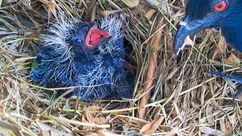 A harmonious and happy brown-winged cuckoo family