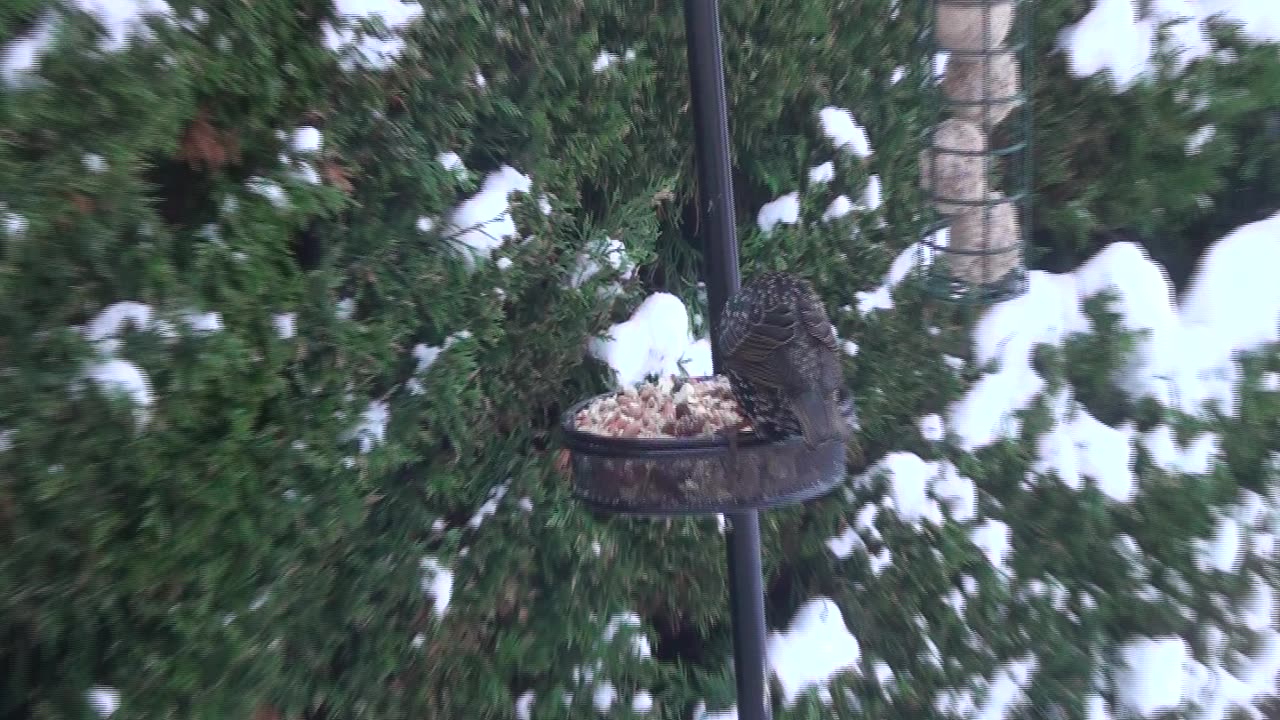 2010 Dec Snow NE Scotland