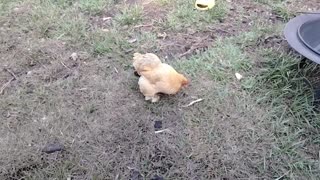 Girls get banana as a treat