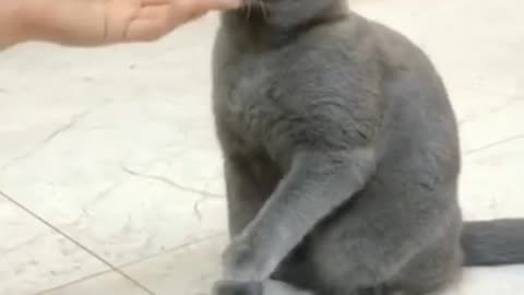 Funny Cat videos 🤣