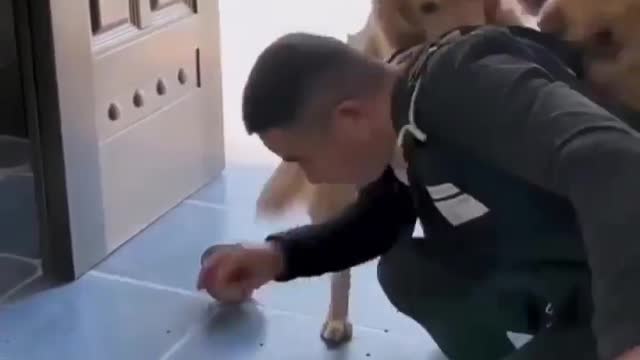 Intelligent dog~4
