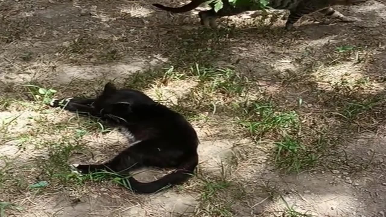 A cute and beautiful cat is resting