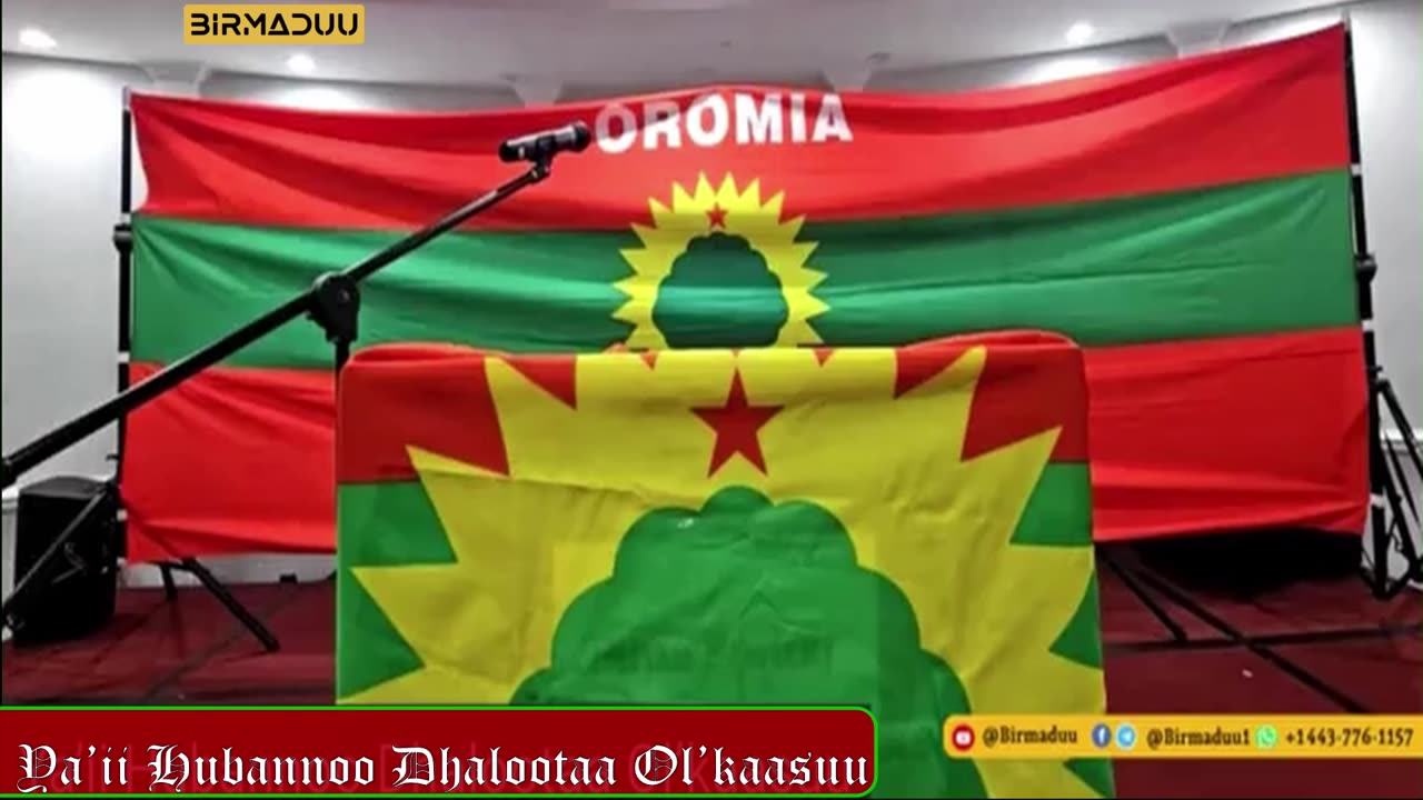 Dhamsaa Jaal Marroo