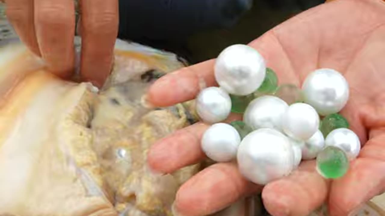 🥰Haha, I harvest beautiful pearls from clams