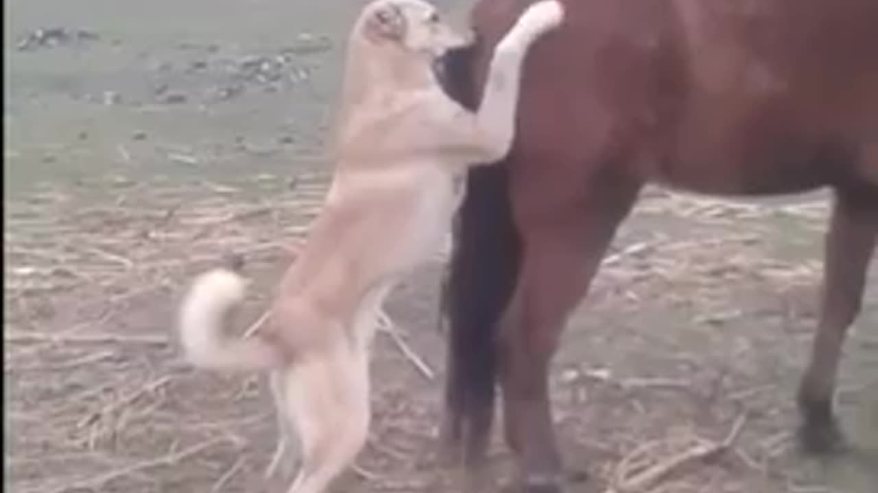 Horse's Kick Vs The Dog's Sad End I Fail Of The Month | Funny Trends #shorts #funny animals